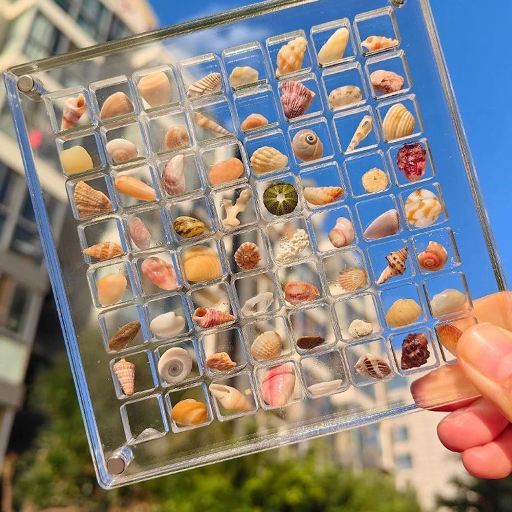 Acrylic Magnetic Seashell and Craft Display Box