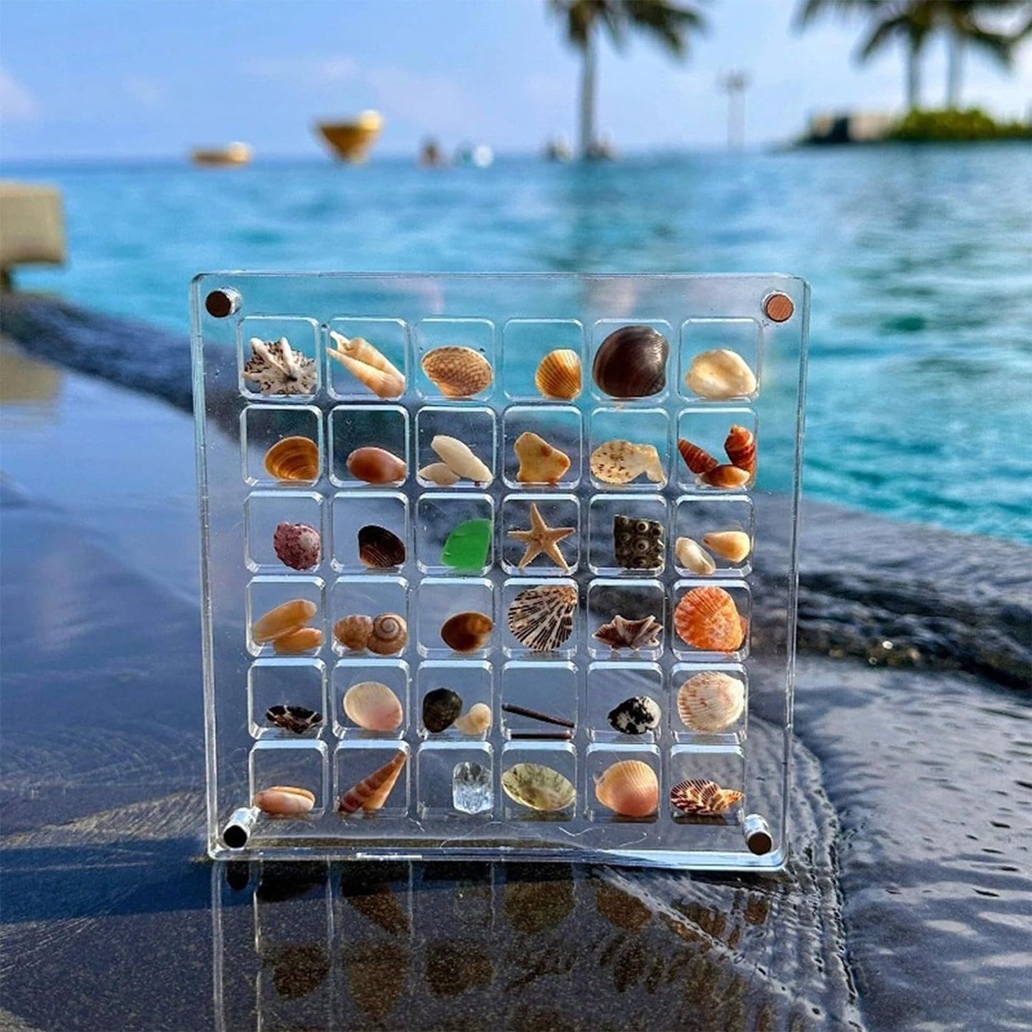Acrylic Magnetic Seashell and Craft Display Box