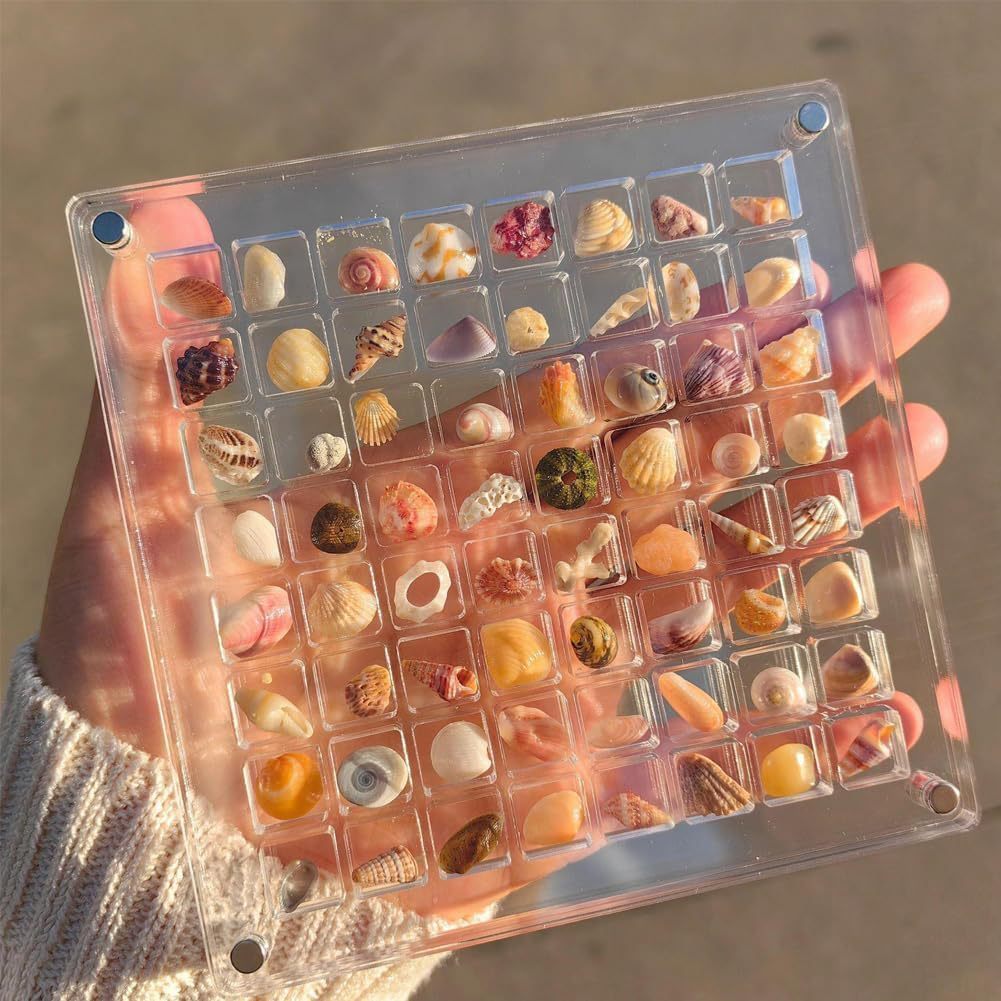 Acrylic Magnetic Seashell and Craft Display Box